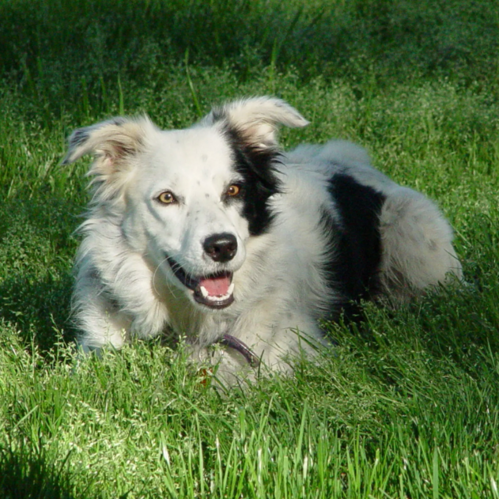 Chaser the Border Collie: The World’s Smartest Dog?