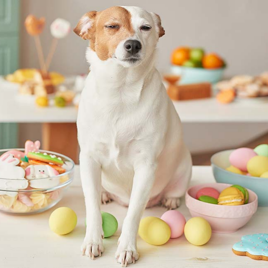 The Best Presents this Easter for Dog Lovers