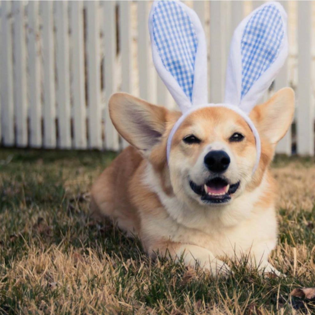 DIY Dog Easter Baskets