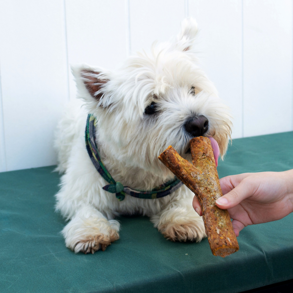 Why Petsypoles’ “Frozen Goodness” is so much Better than Dog Ice Cream