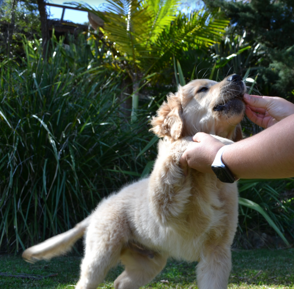 Best Treats for Dogs with Sensitive Stomachs