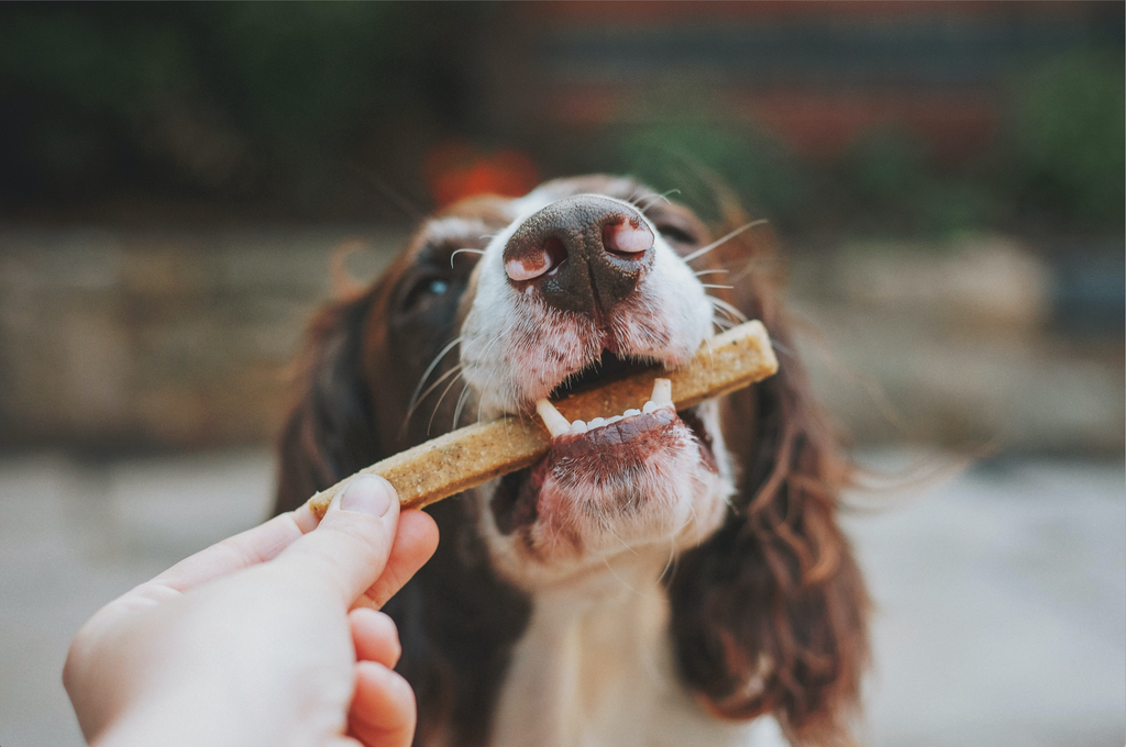 Healthy Dog Treats