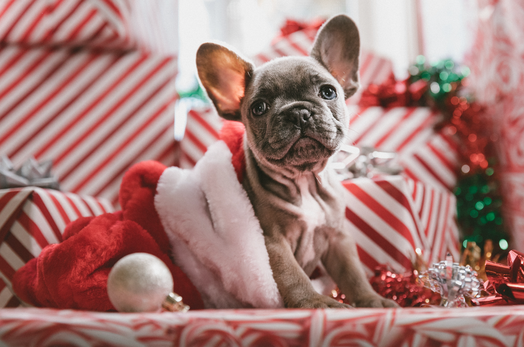 A Dog Lovers Christmas Gift Guide