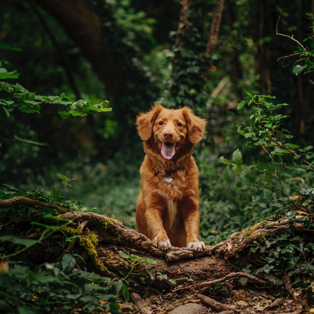 Best dog-friendly walks in Sydney