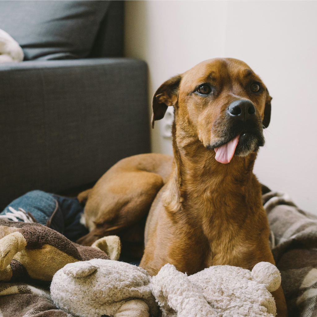 DIY Pet-Friendly Home: Crafting a Safe Haven for Your Furry Friend