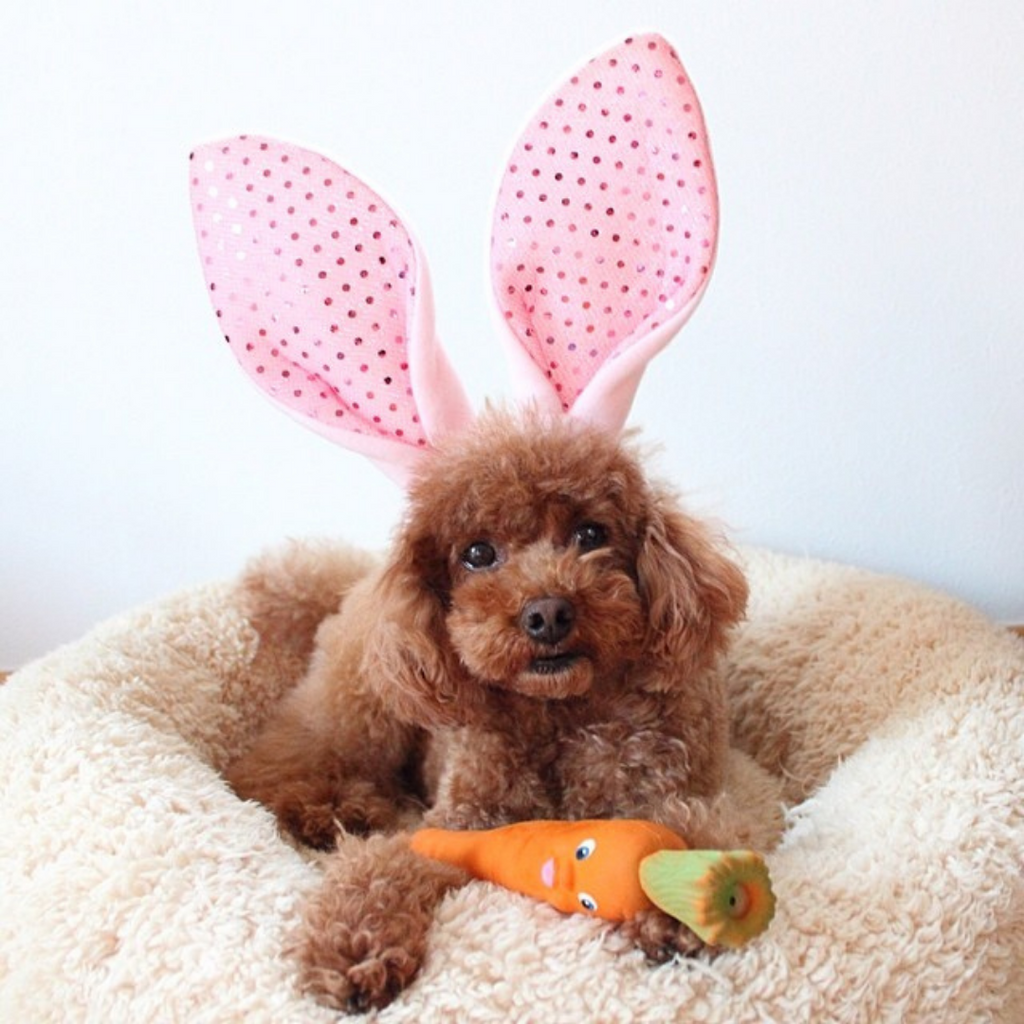 Top 5 Dog-friendly Easter Activities 