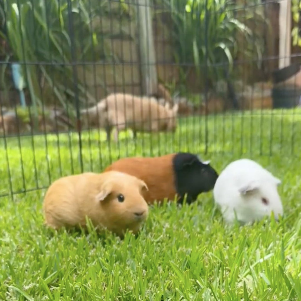 Rabbit & Guinea Pig Treats