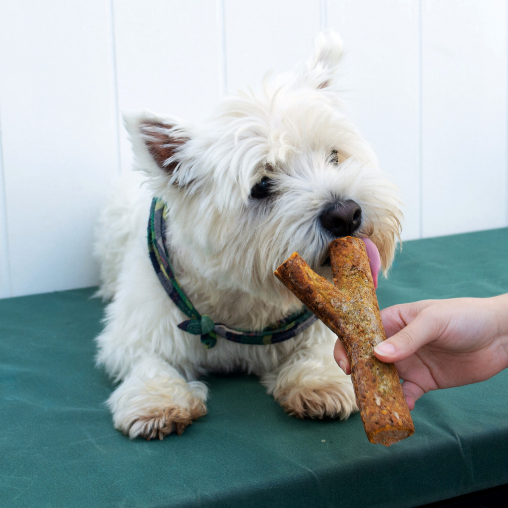 Dog eating a Petsypole Natural Premium Dog Treat